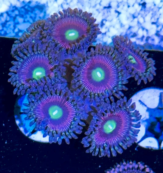 Zoa