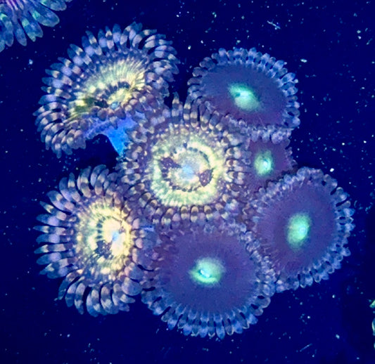 Zoa