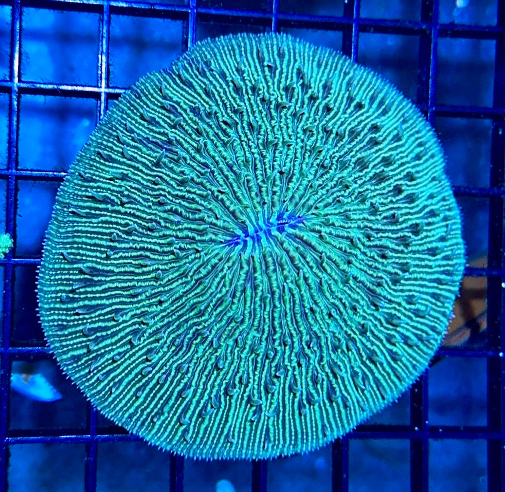 Fragile Fungia Plate