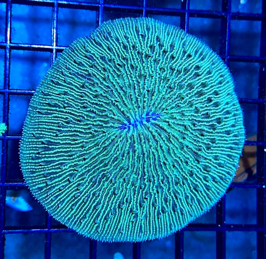 Fragile Fungia Plate