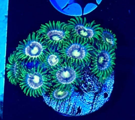 Zoa