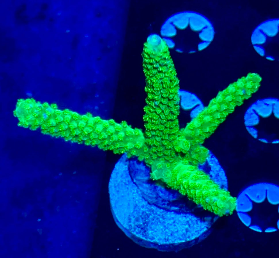 Green Slimer Acro Mini Colony