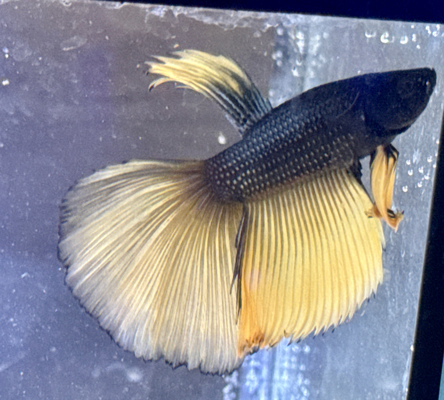 Black Mustard Beta