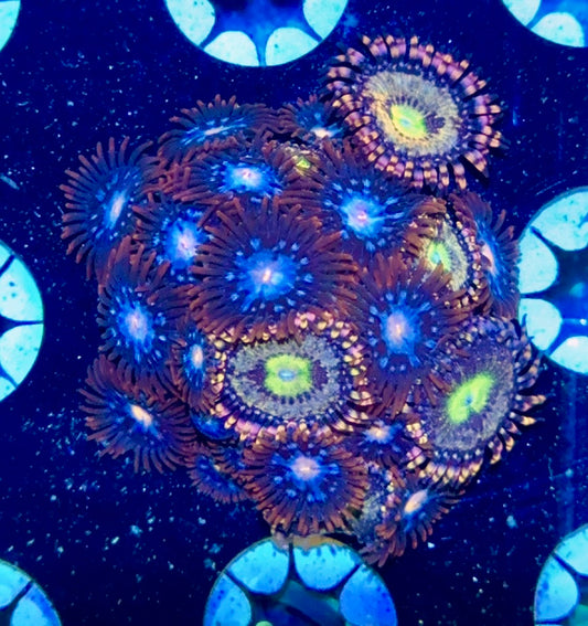 Zoa