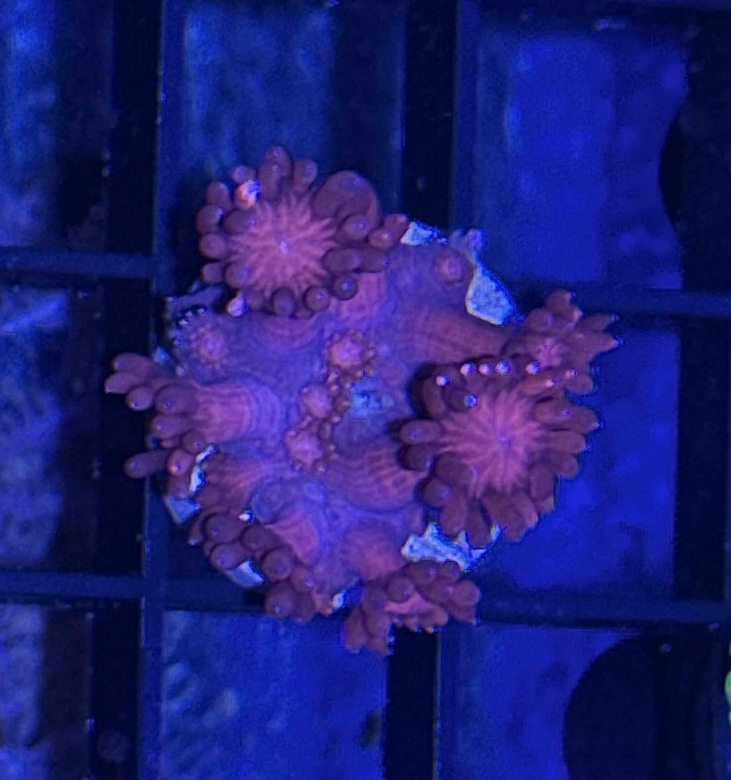 Reg Long polyp Goni Frag