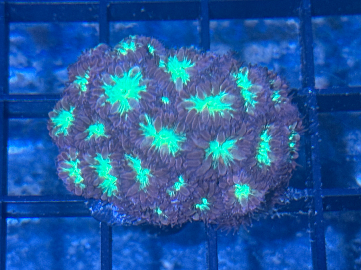 Blasto Merleti Mini Colony