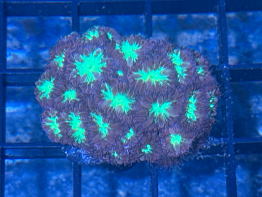 Blasto Merleti Mini Colony