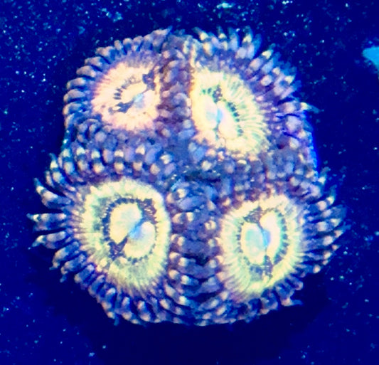 Zoa