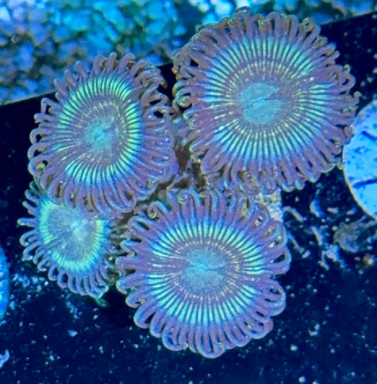 Zoa