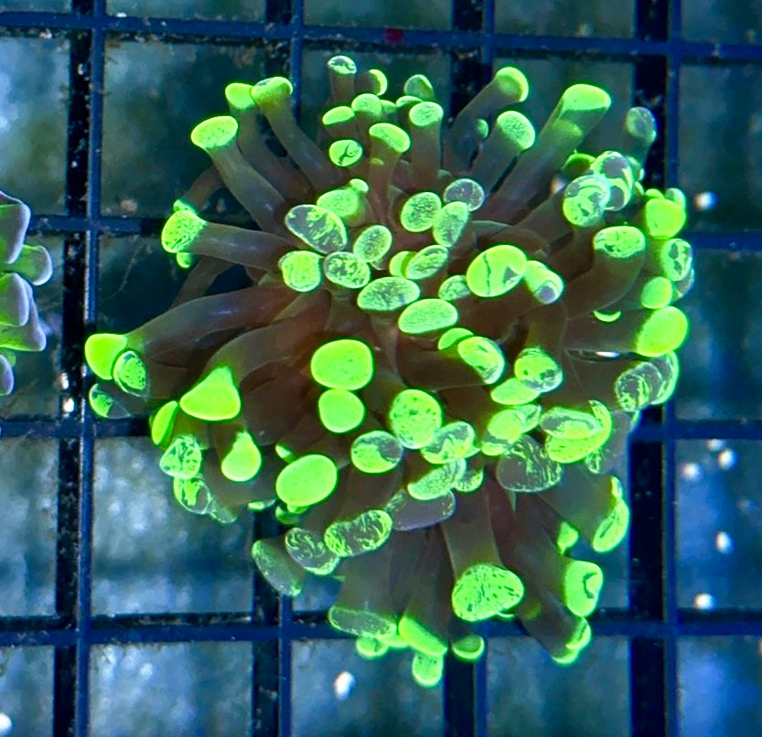 Splatter Branching Hammer