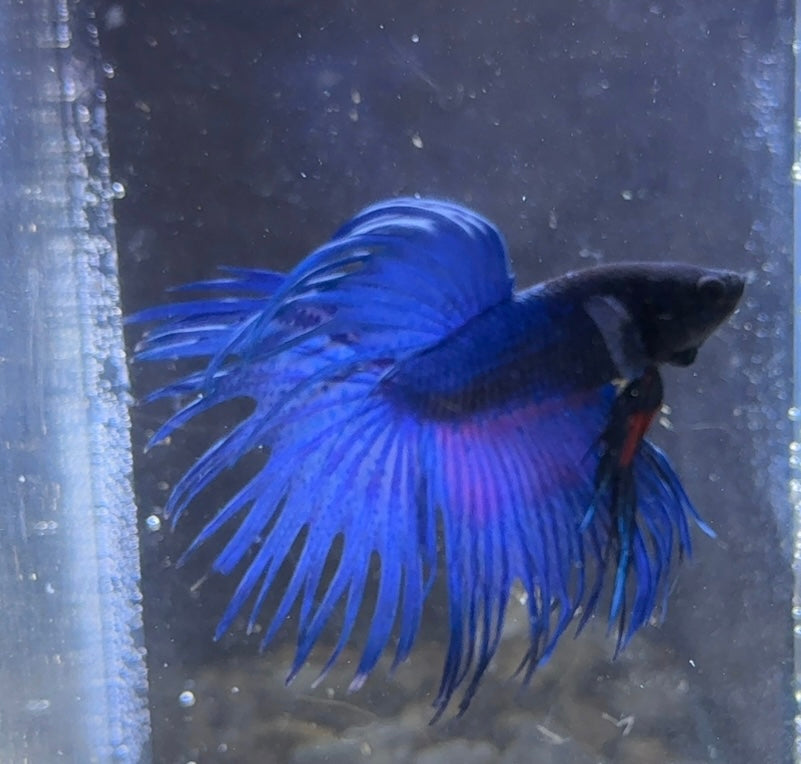 CrownTail Beta