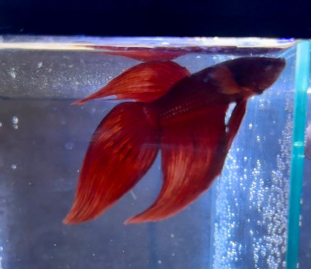 Veiltail Beta