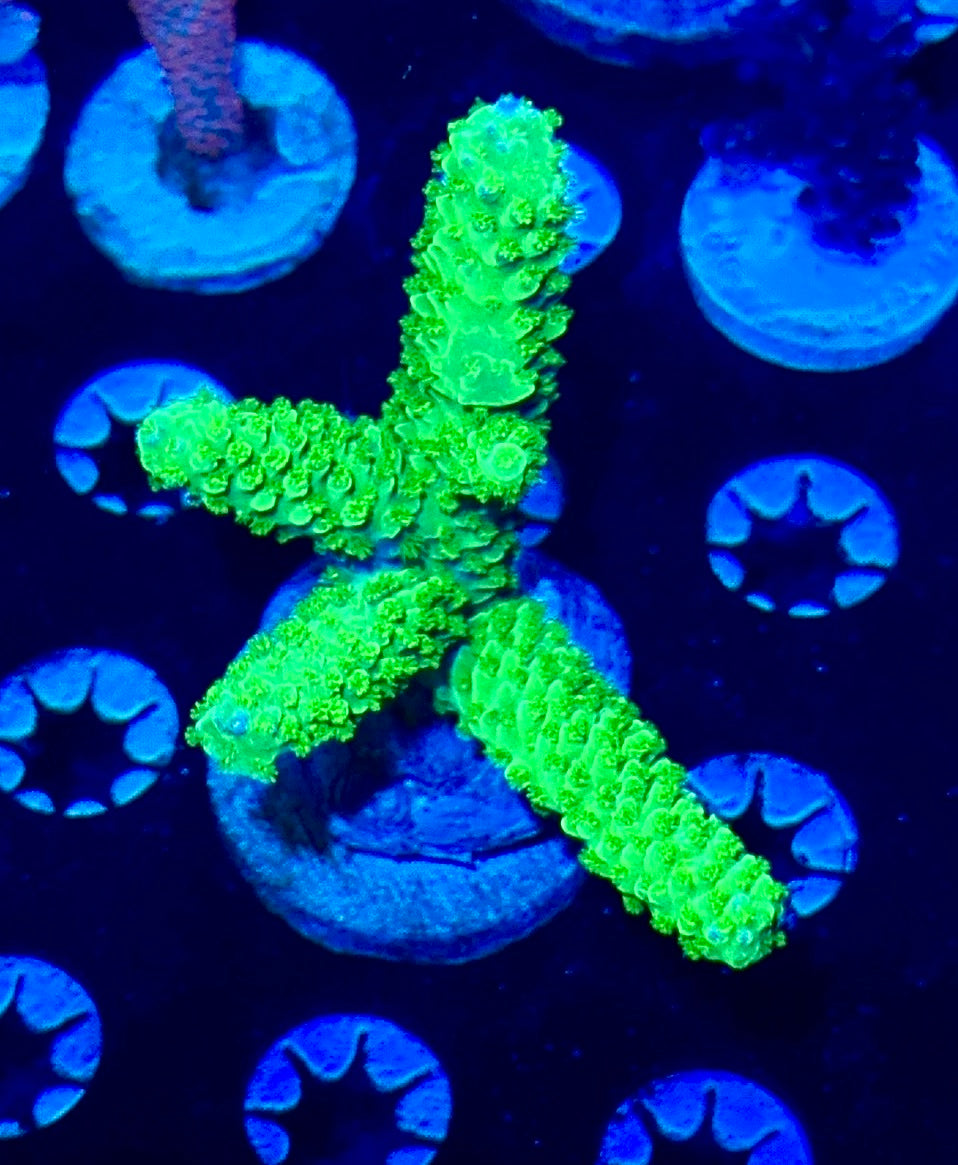 Green Slimer Mini Colony