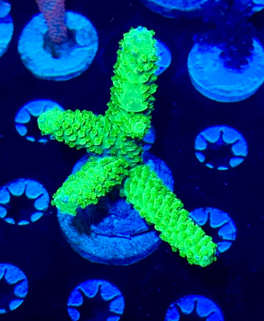 Green Slimer Mini Colony