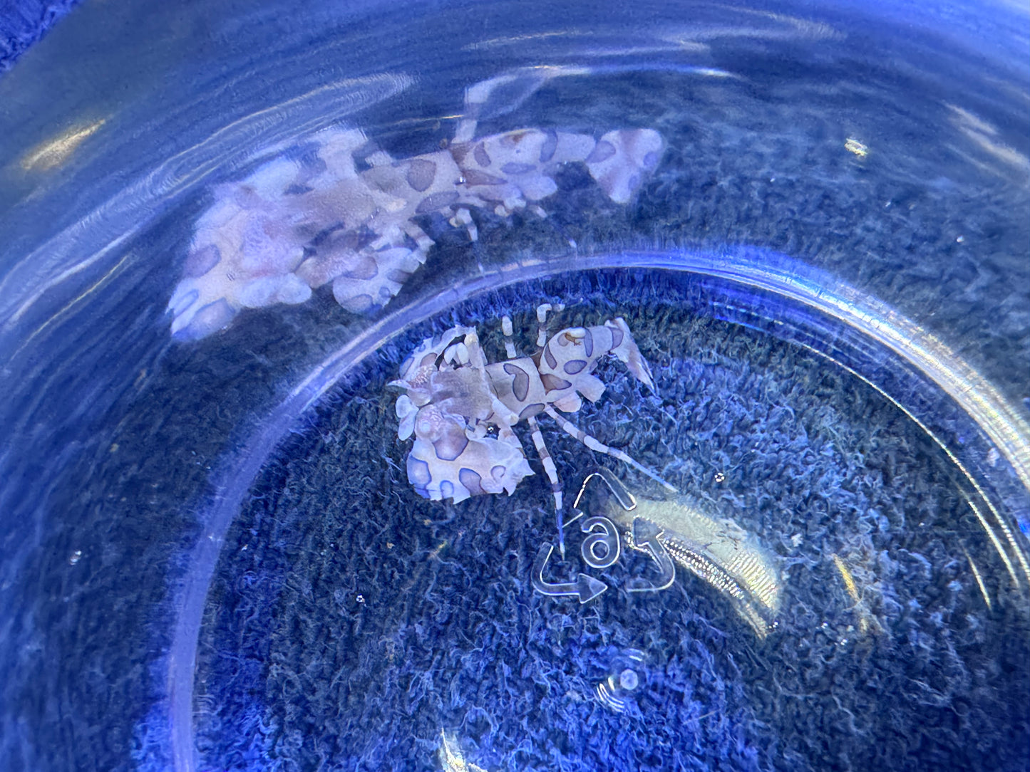 Harliquin Shrimp