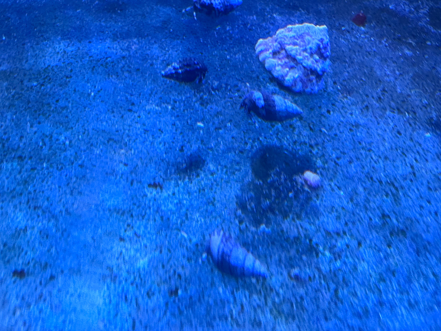 Blue leg Crabs