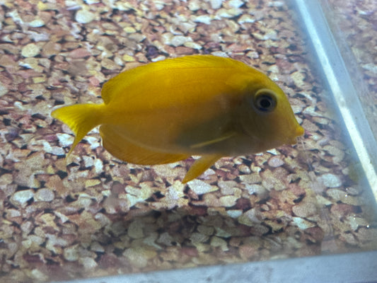 Juv. Orange Shoulder Tang