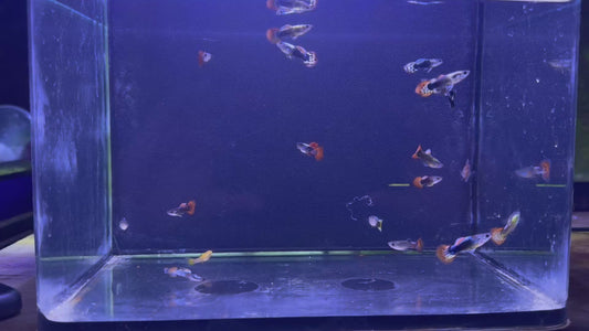Assorted Premium Male Guppies
