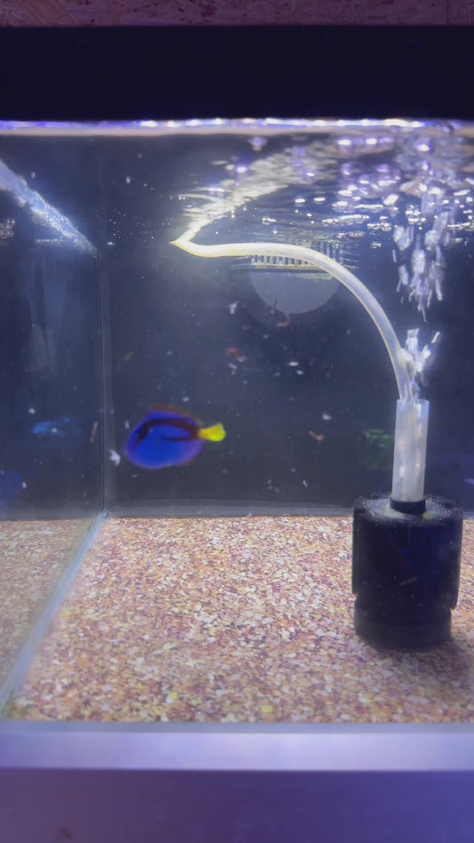 Fully QT’d 2” Blue Hippo Tang