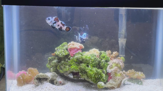 Storm Clown Rescue pair
