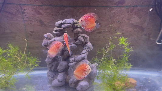 Golden Pigeon Discus 3”