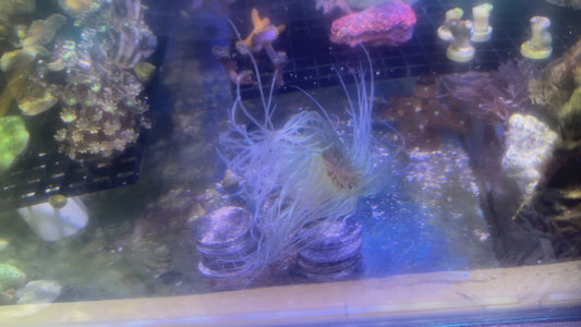 Tube Anemone